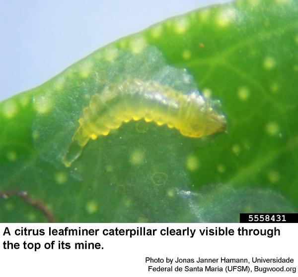Thumbnail image for Citrus Leafminer